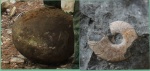 Аммонит  Zuercherella в породе