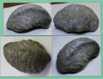 Устрица  Amphidonta sp.
