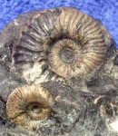Аммониты  Acanthohoplites (сопровождающие  Lytoceras .)