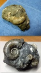 Аммонит  Lytoceras .