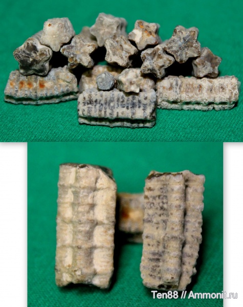 морские лилии, Pentacrinus, Краснодарский край, р. Кизинка, Мостовский район