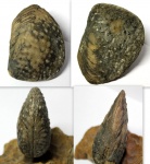 Quadratotrigonia.
