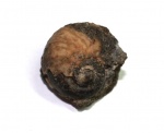 Гастропода  Ampullina sp.