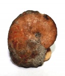 Аммонит Euphylloceras