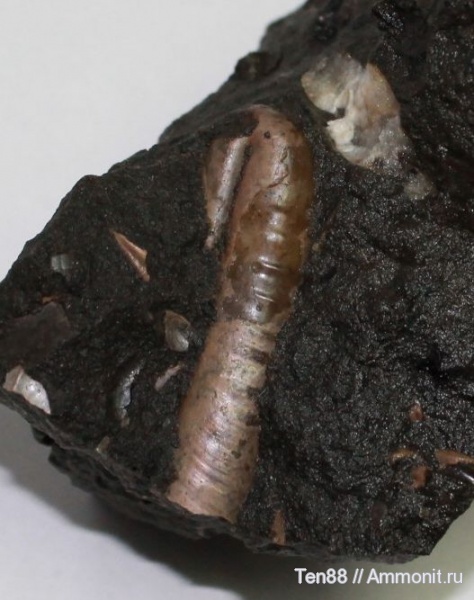 аммониты, Ammonites, р. Губс, Мостовский район