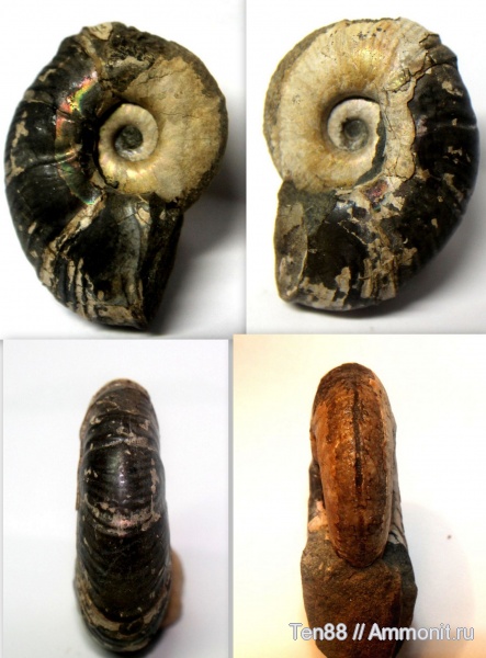 аммониты, Ammonites, р. Губс, Мостовский район
