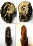 Аммонит  Pseudohaploceras.