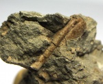 Фрагмент гетероморфного аммонита Ptychoceras (6)