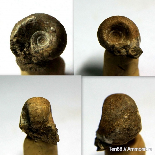 аммониты, Jaubertella, Ammonites, р. Губс, Мостовский район