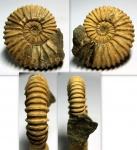 Аммонит Colombiceras subpeltoceroides