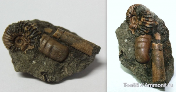 аммониты, мел, гетероморфные аммониты, мезозой, Ammonites, р. Губс, Мостовский район, Cretaceous, heteromorph ammonites