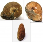 Аммонит Euphylloceras
