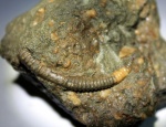 Гетероморфный аммонит Leptoceras  с прижизненным повреждением