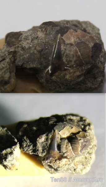 мел, рыбы, зубы, мезозой, р. Губс, Мостовский район, Cretaceous, fish, teeth
