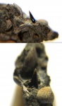 Зуб акулы 7 Sphenodus