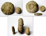 Два морских ежа: Diplopodia sp.  и  Goniopygus sp.