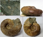 Аммонит  Desmoceratidae