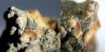 Зуб акулы Mitsukurinidae sp. 2