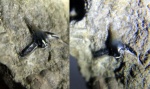 Зуб Squatina sp.