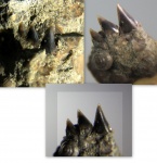 Зуб акулы Notorhynchus cf. aptiensis (PICTET 1865).