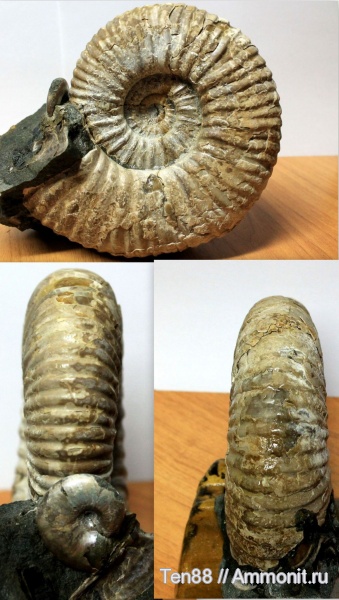 аммониты, Ammonites, р. Губс, Мостовский район