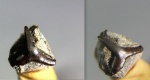Зуб акулы Palaeospinacidae gen & sp. indet.
