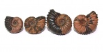 Аммониты Acanthohoplites