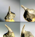 Зуб акулы  Lamniformes indet