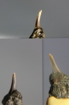 Зуб акулы Odontaspididae (апт)
