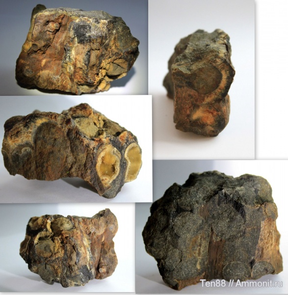 мел, мезозой, апт, р. Губс, Мостовский район, Aptian, Cretaceous