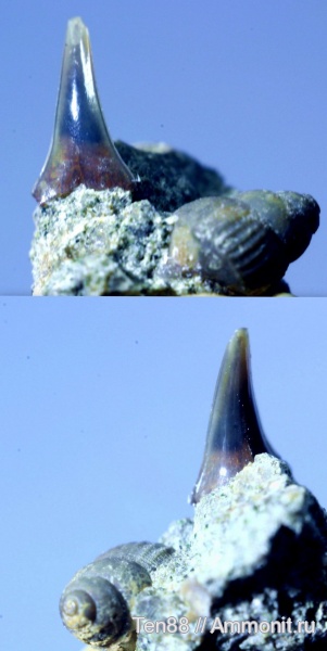 мел, мезозой, апт, зубы акул, р. Губс, Мостовский район, Aptian, Cretaceous, shark teeth