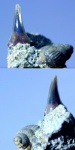 Зуб акулы Odontaspididae