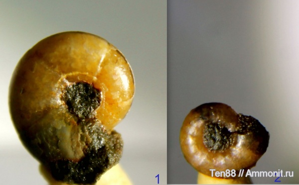 аммониты, мел, мезозой, апт, Ammonites, р. Губс, Мостовский район, Aptian, Cretaceous