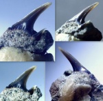 Зуб акулы Odontaspididae indet.