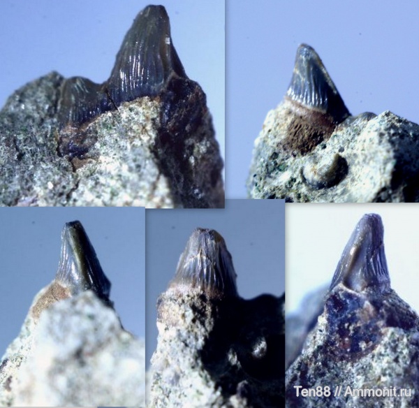 мел, зубы, мезозой, апт, р. Губс, Protolamna sp, Мостовский район, Aptian, Cretaceous, teeth