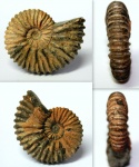 Аммонит Acanthohoplites