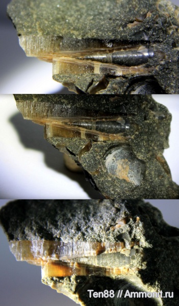 белемниты, мел, мезозой, апт, р. Губс, Мостовский район, Aptian, Cretaceous, belemnites