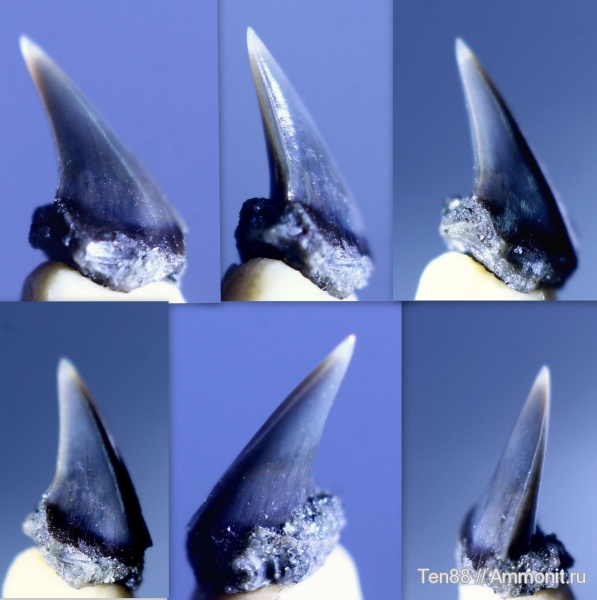 мел, мезозой, апт, зубы акул, Lamniformes, р. Губс, Мостовский район, Aptian, Cretaceous, shark teeth