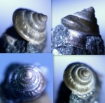 Гастропода в "юбочке" Trochаcantus sp.