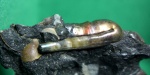 Гетероморфный аммонит Ptychoceras sp.