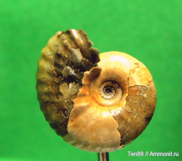 аммониты, мел, мезозой, апт, Ammonites, р. Губс, Мостовский район, Aptian, Cretaceous