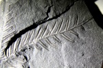 Alethopteris