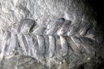 Neuropteris