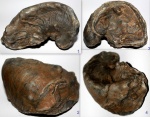 Устрица Amphidonta sp.