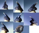 Зубик меловой акулы Hexanchiformes indet.