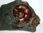 Неожиданный аммонит Desmoceratidae