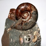 Аммонит Desmoceratidae