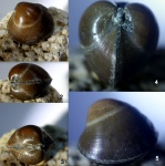 Двустворка Thetironia caucasica (Е i с h w.)