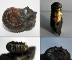 Acanthohoplites bigoureti