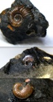Аммониты:   Acanthohoplites bigoureti и два  Aconeceratidae.